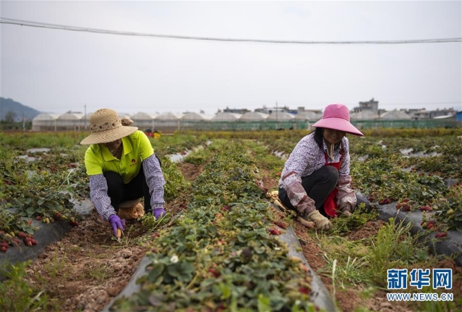 (经济)(2)云南昆明:高原特色蔬菜育种忙