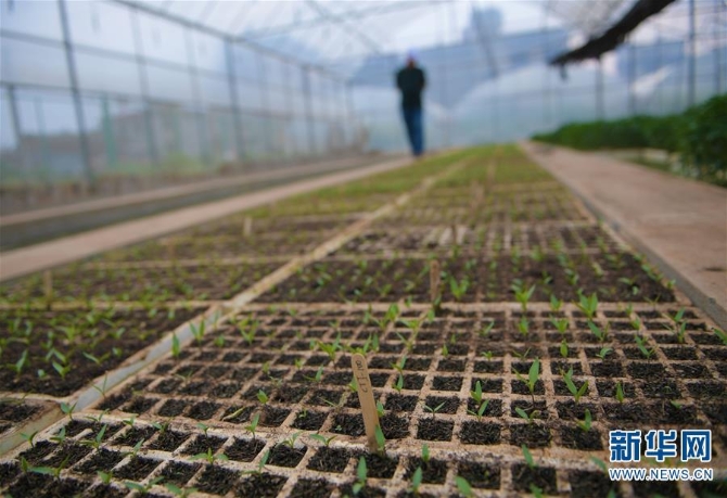 (经济)(3)云南昆明:高原特色蔬菜育种忙