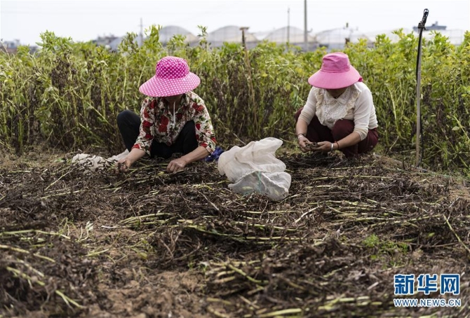 (经济)(4)云南昆明:高原特色蔬菜育种忙