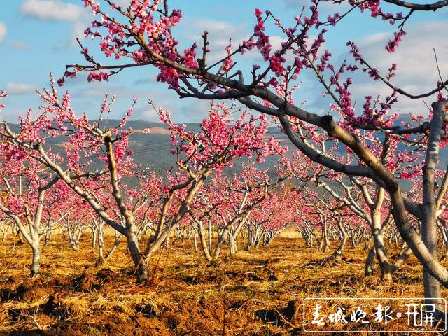 芬菲烂漫 丽江拉市雪桃花开成海 (2).jpg