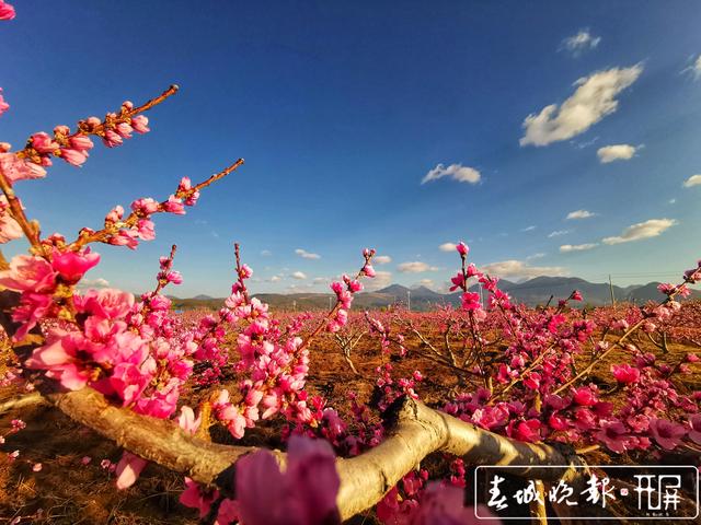 芬菲烂漫 丽江拉市雪桃花开成海 (5).jpg