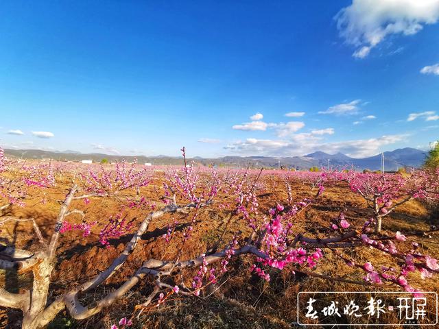 芬菲烂漫 丽江拉市雪桃花开成海 (1).jpg