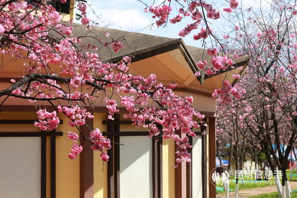 微信图片_20200313200809 微信图片_20200313200809