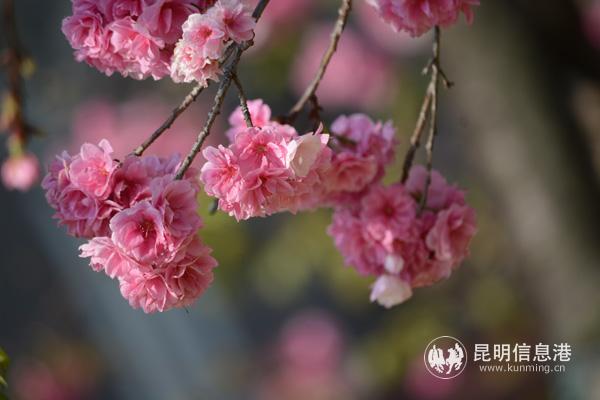 _DSC1343 - 副本 _DSC1343 - 副本