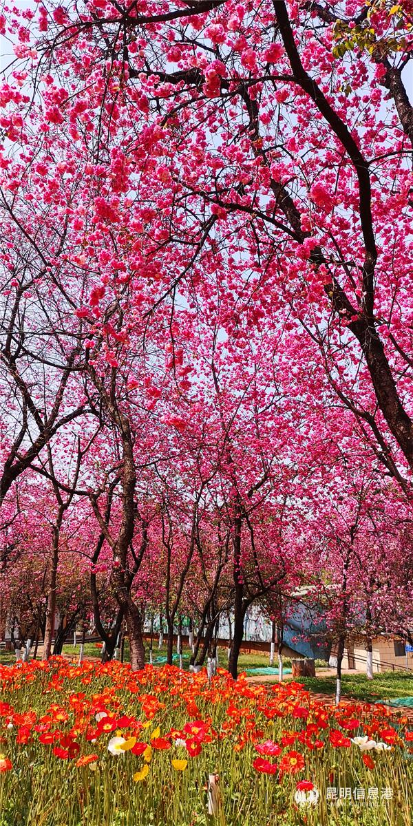 IMG_20200320_140215 IMG_20200320_140215