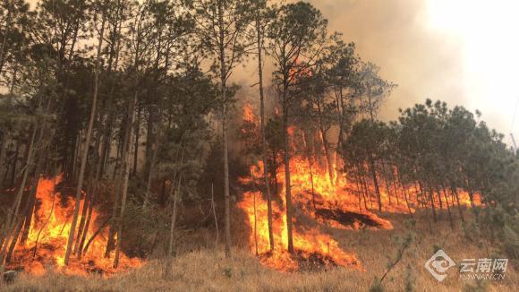 香格里拉森林火灾