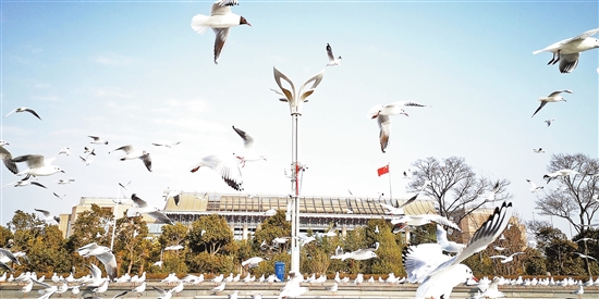 2020040107_res07_attpic_brief