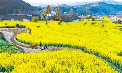 发挥好政策性金融在稳增长中的重要作用 发挥好政策性金融在稳增长中的重要作用