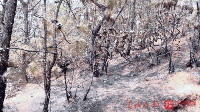 禄劝森林火灾