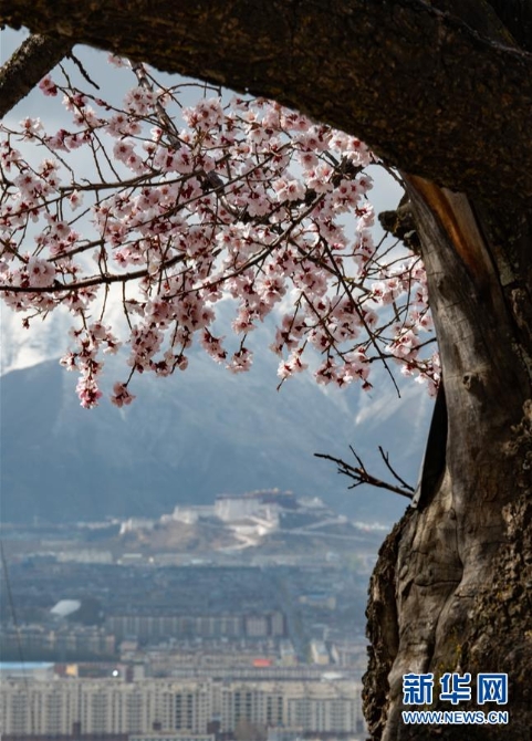 （春季美丽生态）（2）西藏：山寺桃花开