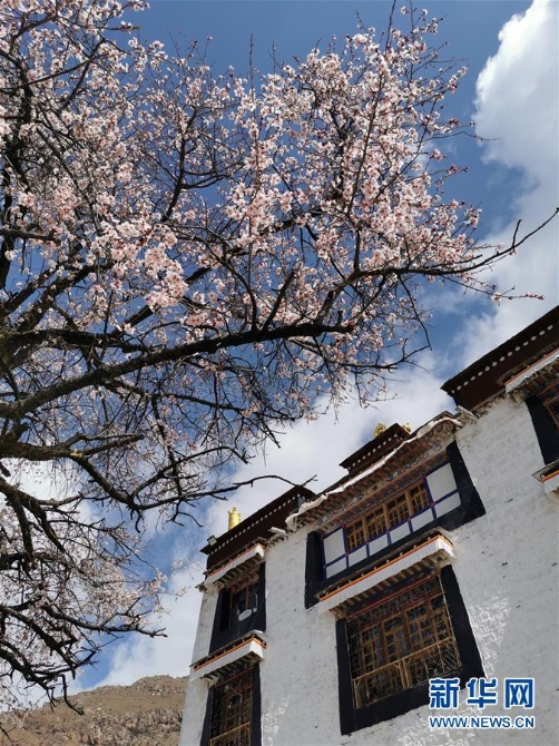 （春季美丽生态）（6）西藏：山寺桃花开