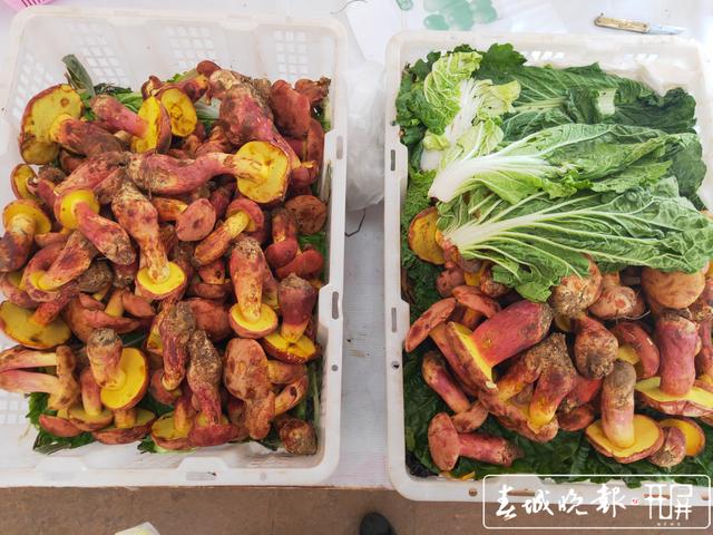 云南野生牛肝菌上市 价格200到700元/公斤