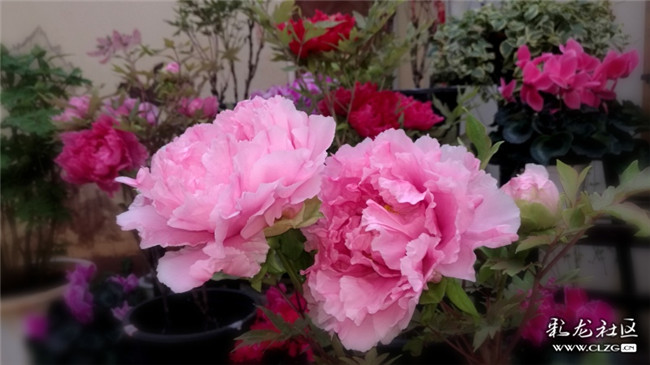 彩龙雁南飞投稿作品《云赏花系列三:三四月仍可赴昙华寺“国花”之约》 彩龙雁南飞投稿作品《云赏花系列三:三四月仍可赴昙华寺“国花”之约》