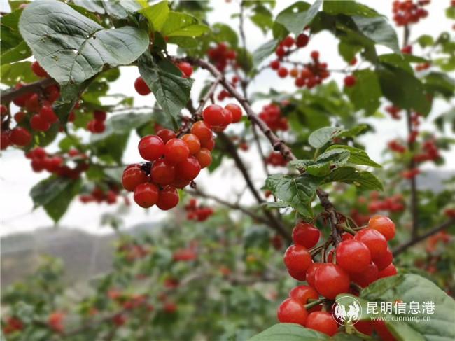 红彤彤的樱桃诱人之极