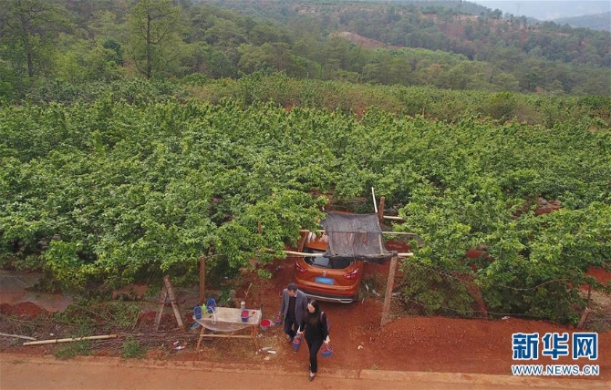 （经济）（2）云南富民：樱桃丰产 农民增收