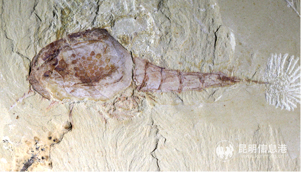 4bafe1d10590ed76d985b69311b6195