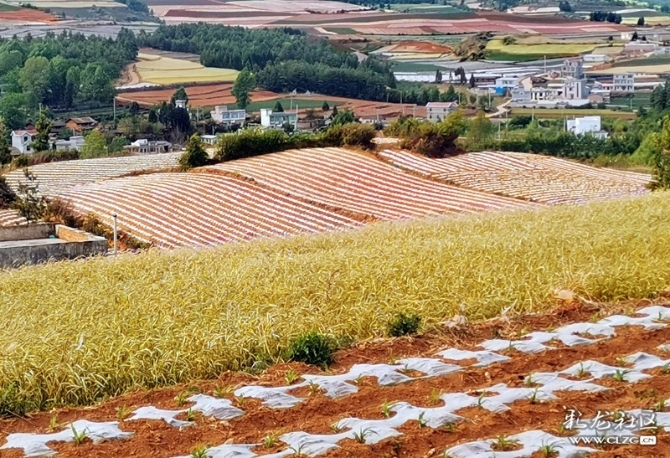 15887504066431746517671589919_21005 15887504066431746517671589919_21005