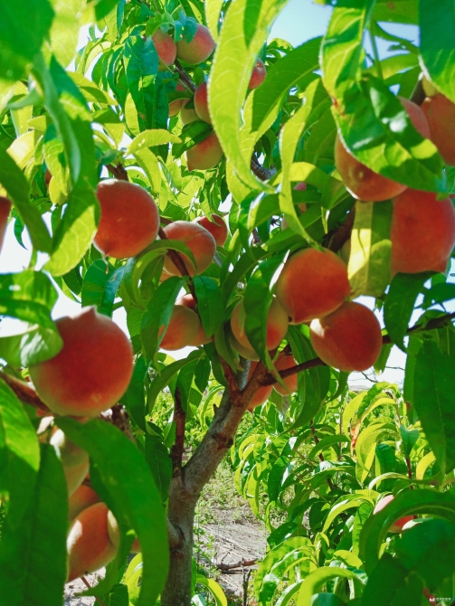 微信图片_20200513104449