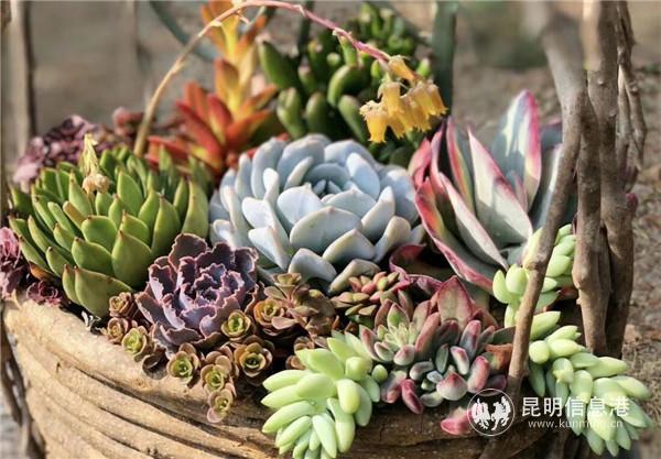 张先容多肉组盆作品