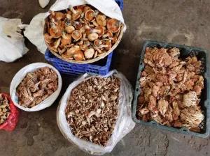 松茸降价十倍 红牛肝菌80元/公斤！昆明20多种野生菌上市 快去“捡相因”