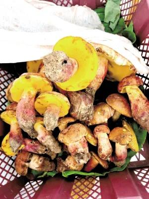 松茸降价十倍 红牛肝菌80元/公斤！昆明20多种野生菌上市 快去“捡相因”