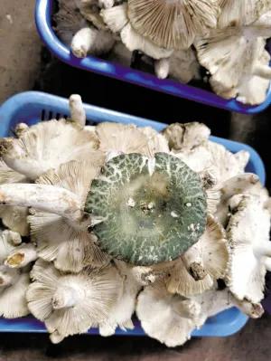 松茸降价十倍 红牛肝菌80元/公斤！昆明20多种野生菌上市 快去“捡相因”