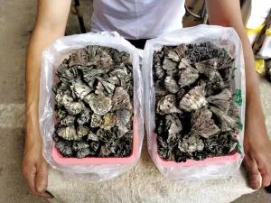 松茸降价十倍 红牛肝菌80元/公斤！昆明20多种野生菌上市 快去“捡相因”
