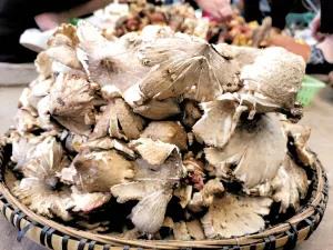 松茸降价十倍 红牛肝菌80元/公斤！昆明20多种野生菌上市 快去“捡相因”
