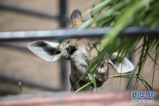 （国际疫情）（1）泰国动物园免费向民众开放