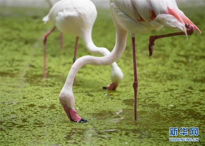 （国际疫情）（2）泰国动物园免费向民众开放