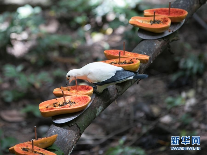 （国际疫情）（6）泰国动物园免费向民众开放