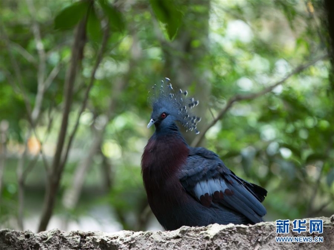 （国际疫情）（7）泰国动物园免费向民众开放