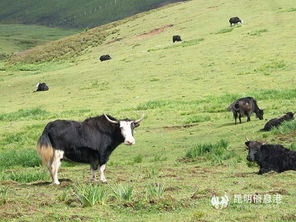 09 高山草甸 后藤先生 摄2