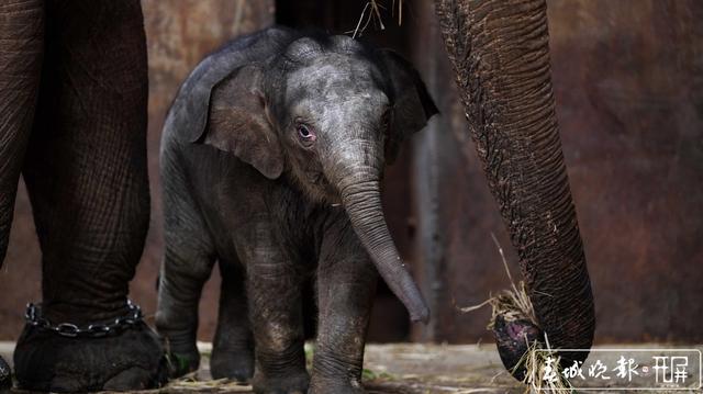 亚洲象“小公主”快满百日啦！昆明动物园公开为“小公主”征名