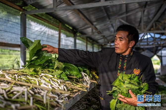 （走向我们的小康生活·图文互动）（1）遍身罗绮者，亦是养蚕人——云南偏远边疆村寨奔小康 