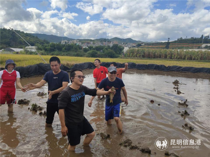 稻田摸鱼 稻田摸鱼