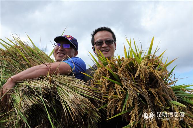 抢收稻谷 抢收稻谷
