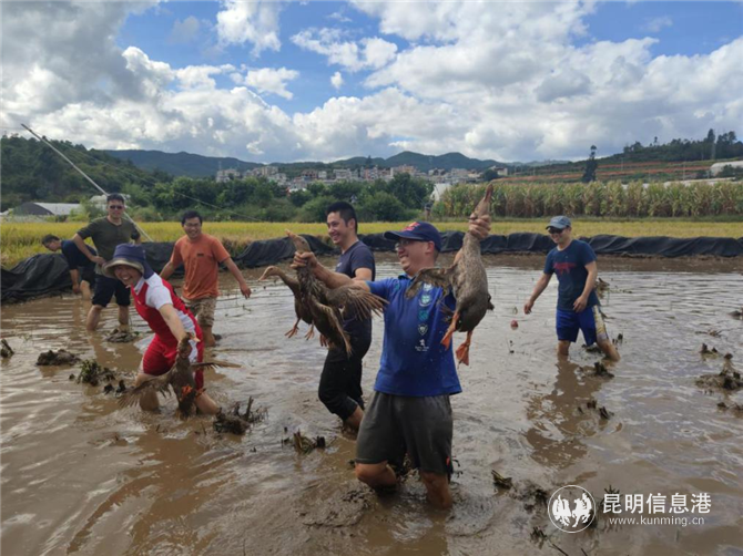 徒手抓鸭 徒手抓鸭