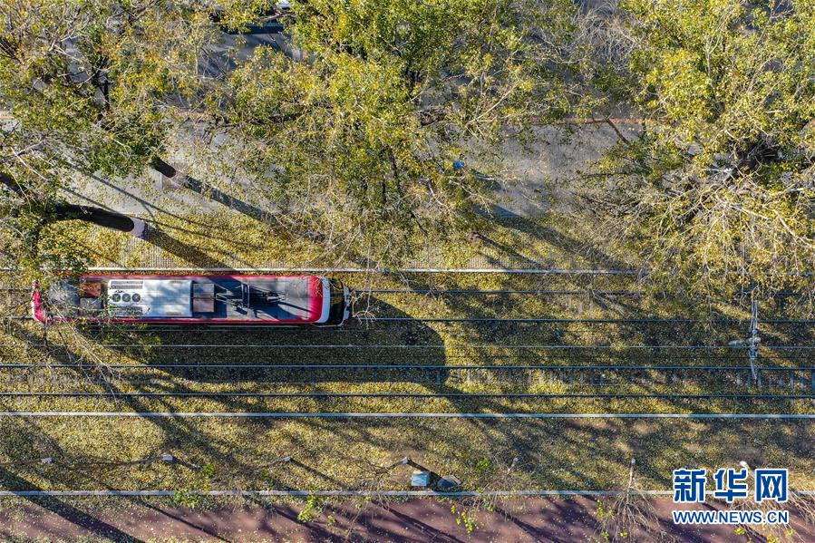 (图文互动)(2)这里为何“不扫落叶”——长春创新管理理念打造城市秋景