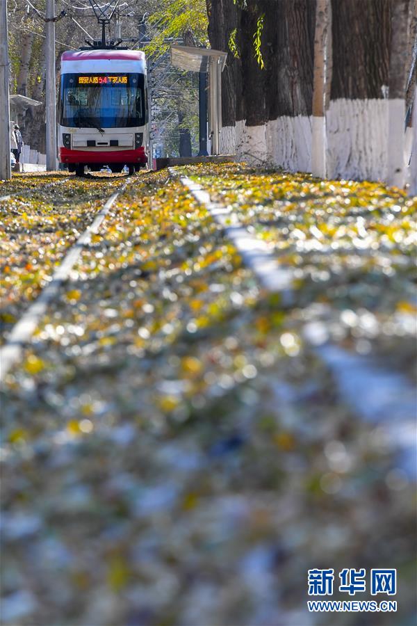 (图文互动)(3)这里为何“不扫落叶”——长春创新管理理念打造城市秋景