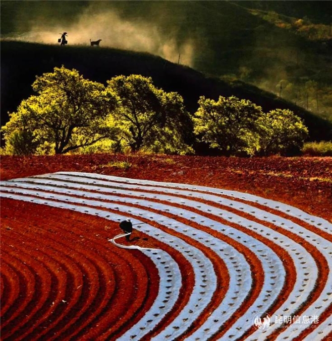 作品:《大地旋律》 摄影者:佟伟元 昆明 作品:《大地旋律》 摄影者:佟伟元 昆明