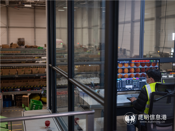 11月正值西北苹果收获季，西安产地仓分选线上，用时6秒钟就可以完成拍120张照片、称重、测果肉、测糖度酸度四项检测。