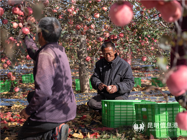 各大公司对农业重投入，将惠及亿万农民。