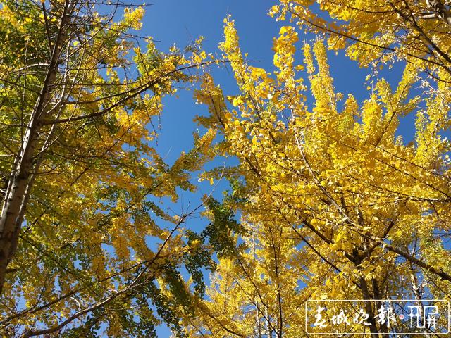 大观公园银杏林成昆明网红打卡点图 (4).jpg