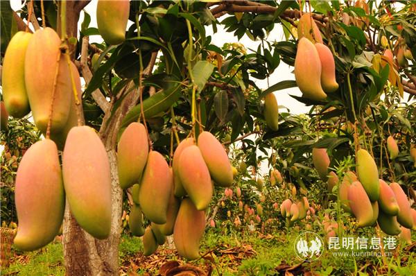 华坪芒果晚熟,质优。供图 华坪芒果晚熟,质优。供图