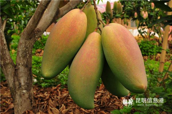 看着就诱人的华坪芒果,果型很漂亮。供图 看着就诱人的华坪芒果,果型很漂亮。供图