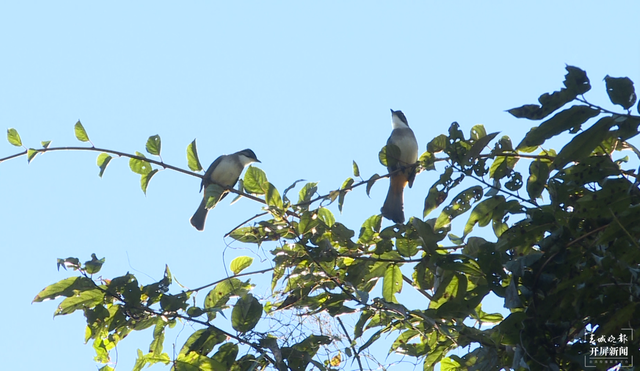 富源十八连山省级自然保护区六万余只麻雀齐聚翱翔