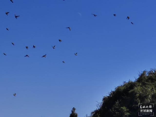 富源十八连山省级自然保护区六万余只麻雀齐聚翱翔