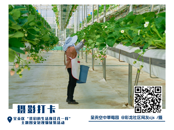 @彩龙社区网友cjs 摄