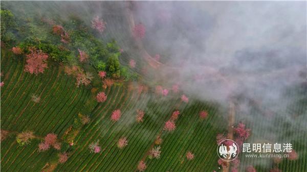 mmexport1606908381498